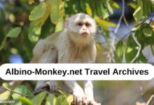 Albino-Monkey.net Travel Archives