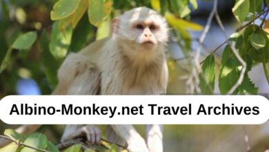 Albino-Monkey.net Travel Archives