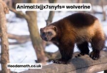 Animal:lxjjx7snyfs= wolverine