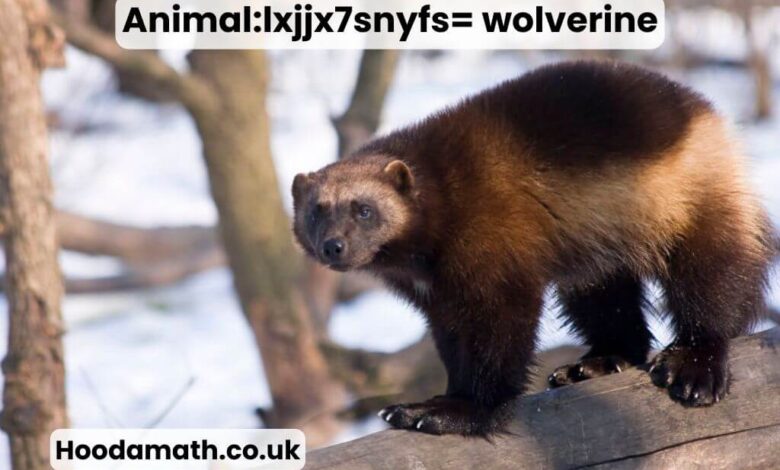 Animal:lxjjx7snyfs= wolverine