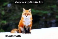 Cute:vckxjxf4zh0= fox