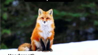 Cute:vckxjxf4zh0= fox