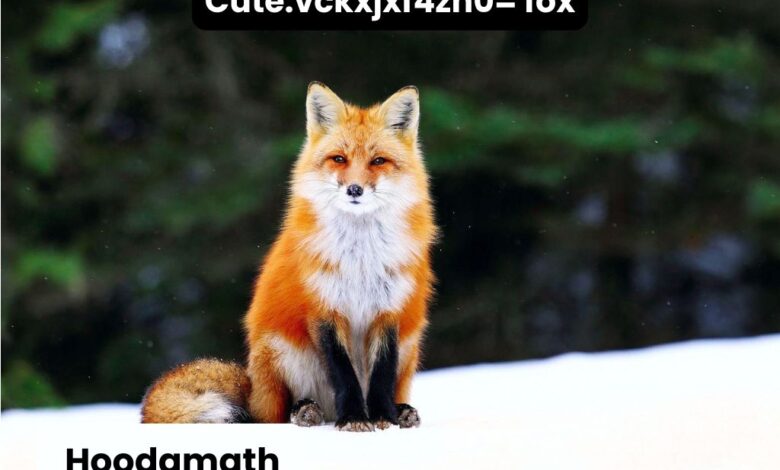 Cute:vckxjxf4zh0= fox