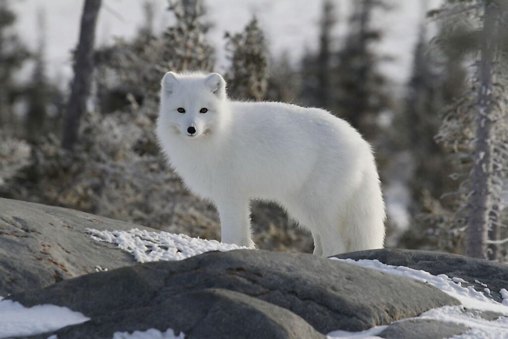 Arctic Fox