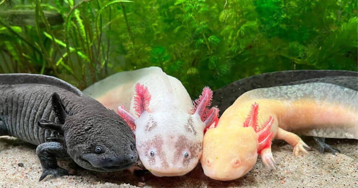 Axolotl