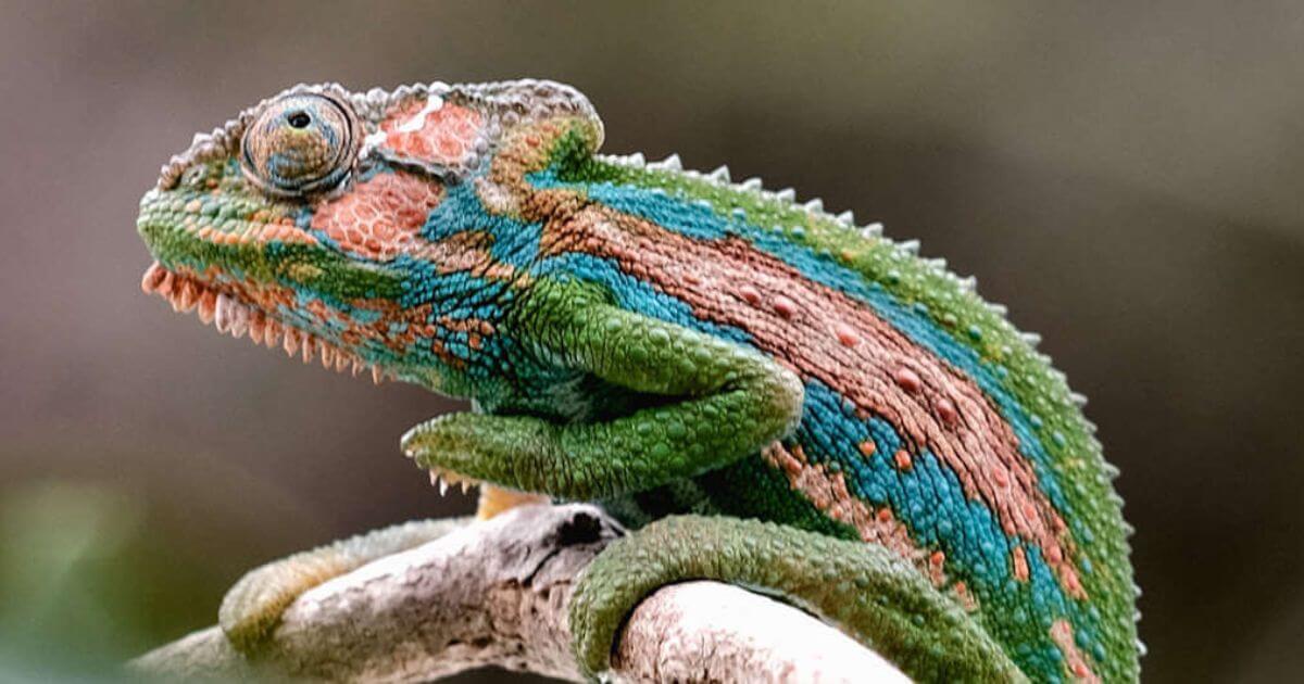 Chameleon