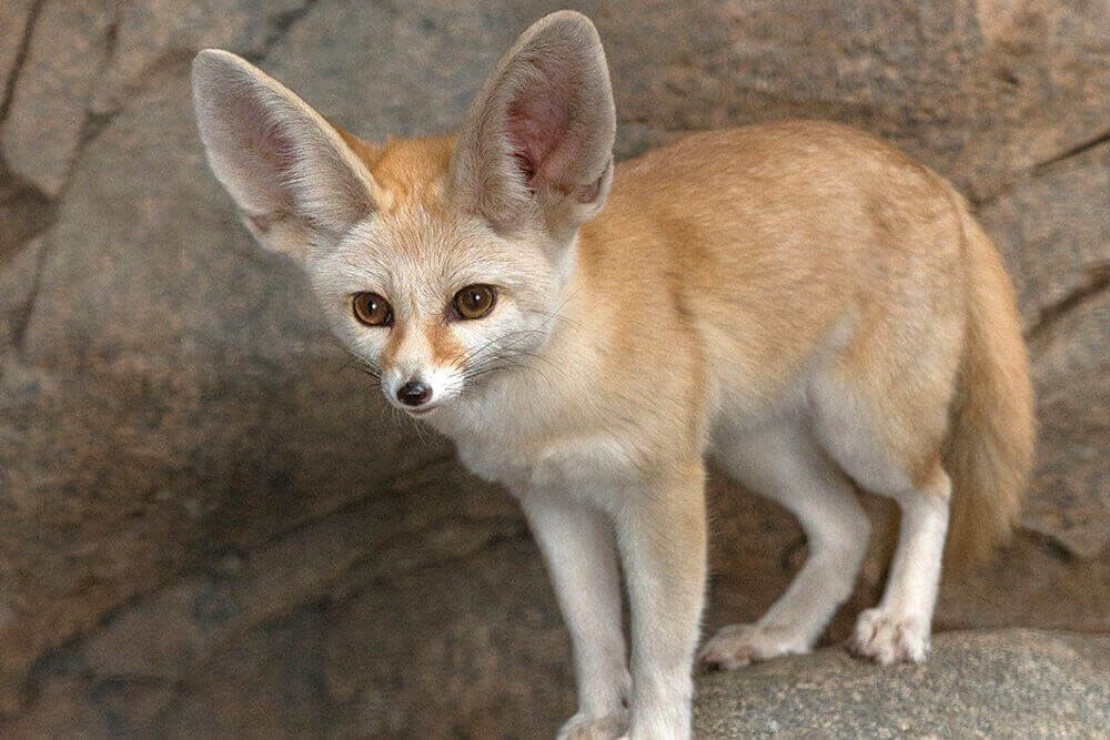 Fennec Fox