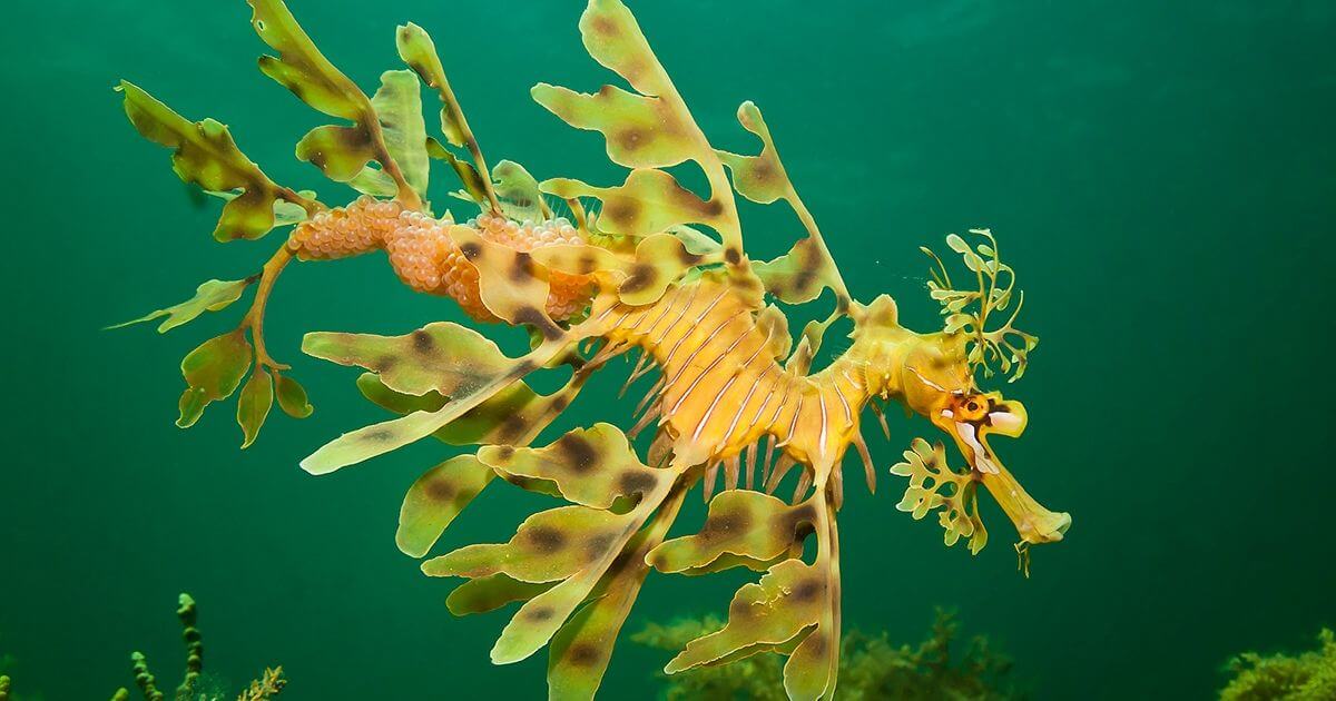 Leafy Sea Dragon