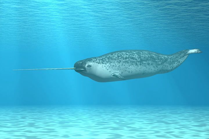 Narwhal