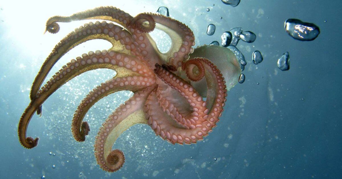 Octopus