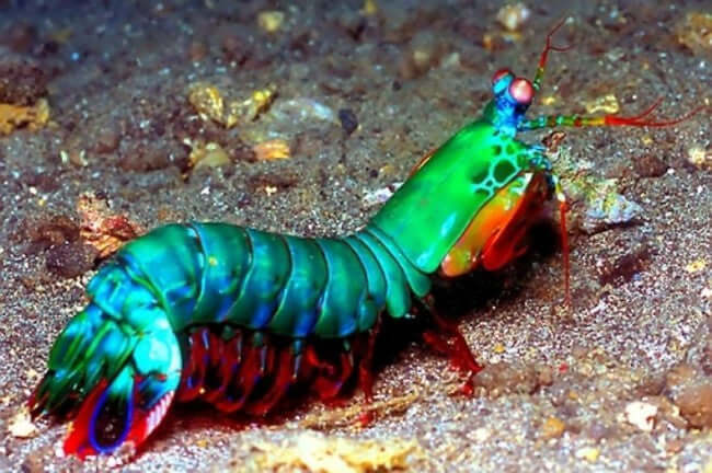 Peacock Mantis Shrimp