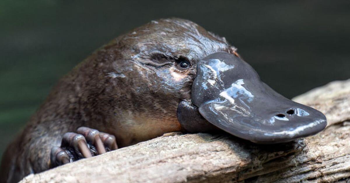 Platypus