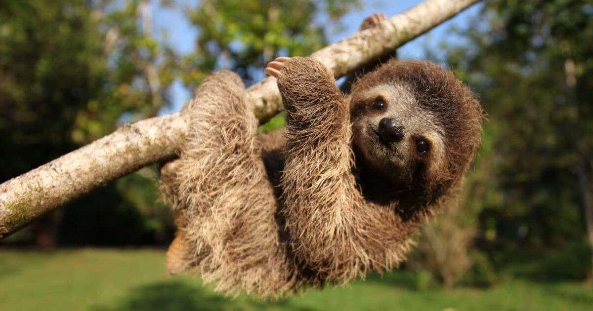 Sloth