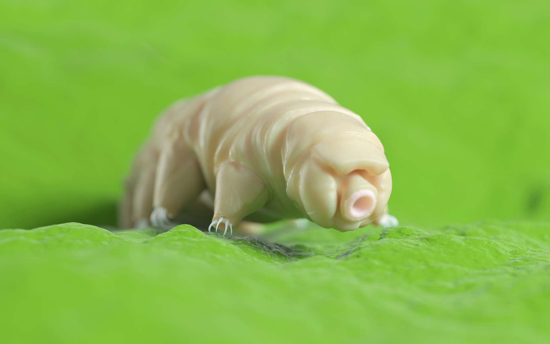 Tardigrade